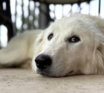 Great Pyrenees Dogs Available for Adoption in Quinlan, Texas - Lucy SAT | PetCurious