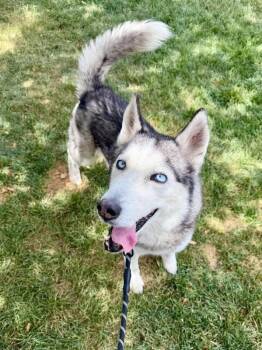 Spade -  Siberian Husky Dog for Adoption in Cottonwood Heights, Utah - Spade | PetCurious