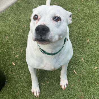 Pit Bull Terrier and Black Labrador Retriever Dogs Available for Adoption - Coca-Cola | PetCurious