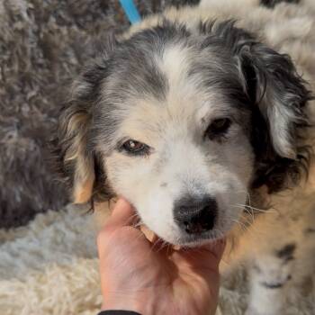 Rescue Australian Cattle Dog Blue Heeler Dogs for Adoption in San Diego, California - Tilly | PetCurious