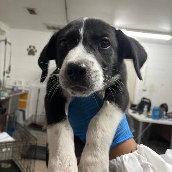 Gino -  Black Labrador Retriever and Mixed Breed Dog Available for Adoption in Edinburg, Texas - Gino | PetCurious