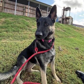 Kora -  Belgian Shepherd Sheepdog and Norwegian Elkhound Dog for Adoption in Floresville, Texas - Kora | PetCurious