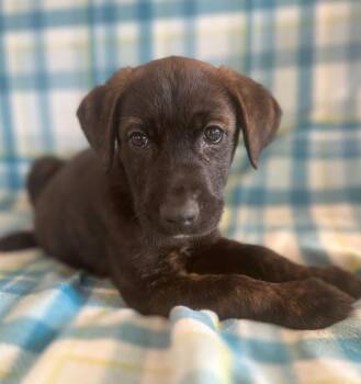 Labrador Retriever and Plott Hound Dogs Available for Adoption - Loki | PetCurious