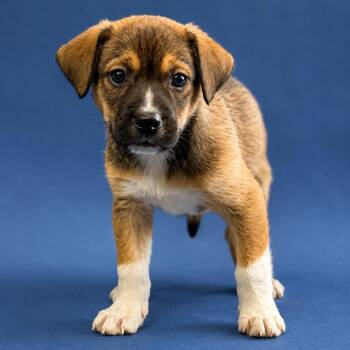 Reef -  Beagle Dog for Adoption in Hughesville, Maryland - Reef | PetCurious