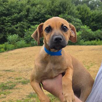 CT Gizmo -  Labrador Retriever and Mixed Breed Dog for Adoption in Eastford, Connecticut - CT Gizmo | PetCurious
