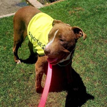 Loretta -  Pit Bull Terrier Dog Available for Adoption in Ramona, California - Loretta | PetCurious
