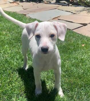 Ivy -  Terrier and Hound Dog for Adoption in Sunnyvale, California - Ivy | PetCurious