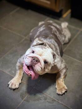 Bulldog Dogs Available for Adoption - Fupa | PetCurious