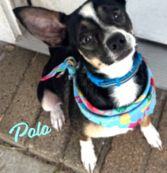 Rescue Chihuahua Dogs for Adoption in Houston, Texas - Polo #bonded-to-Paco | PetCurious
