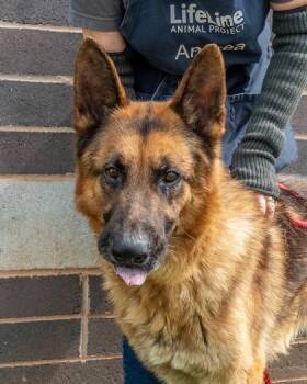 Jessup -  Mixed Breed Dog for Adoption in Chamblee, Georgia - Jessup | PetCurious