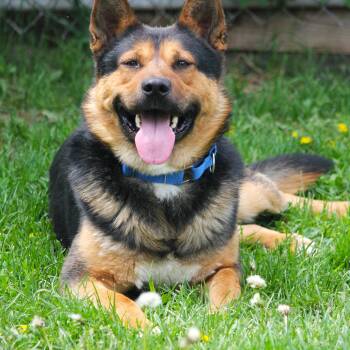 Biscuit -  German Shepherd Dog Dog for Adoption in Hayward, Wisconsin - Biscuit | PetCurious