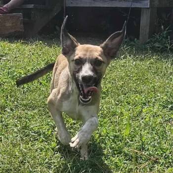 Rescue Mixed Breed Dogs for Adoption in Perryville, Arkansas - Bravery | PetCurious