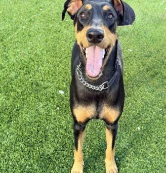 Raven -  Doberman Pinscher Dog for Adoption in Henderson, Nevada - Raven | PetCurious