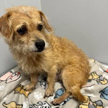 3124566 (Ratchet) -  Yorkshire Terrier Dog for Adoption in Wichita, Kansas - 3124566 (Ratchet) | PetCurious