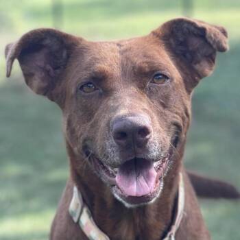 Rescue German Shepherd Dog Dogs for Adoption in Shiner, Texas - Lexus | PetCurious