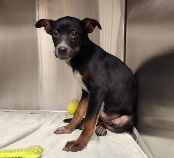 BUTTER -  Australian Cattle Dog Blue Heeler and Mixed Breed Dog for Adoption in St. Louis, Missouri - BUTTER | PetCurious