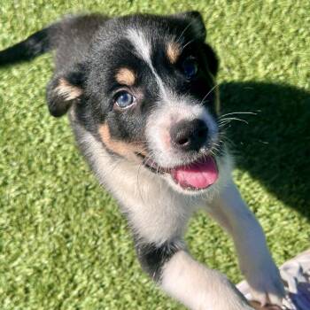 Phoebe -  Australian Shepherd and Mixed Breed Dog for Adoption in Matteson, Illinois - Phoebe | PetCurious