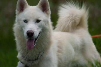 Rescue Siberian Husky and Samoyed Dogs for Adoption in San Rafael, California - Blu | PetCurious