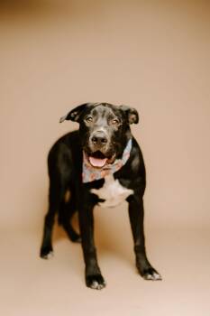Rescue Black Labrador Retriever Dogs for Adoption in Klein, Texas - Beckett | PetCurious