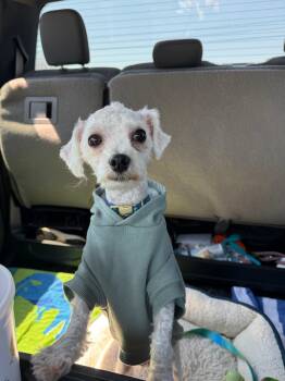 Bichon Frise and Maltese Dogs Available for Adoption in Nashville, Tennessee - Peter Cottontail- COMING SOON | PetCurious