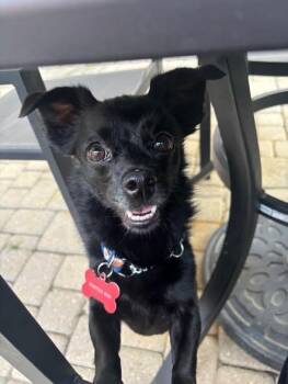 Luna -  Chihuahua Dog for Adoption in Kitchener, Ontario - Luna | PetCurious