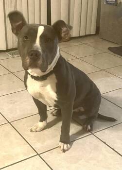 Rescue Mixed Breed Dogs for Adoption in Clinton, Illinois - Diamond (CP) | PetCurious