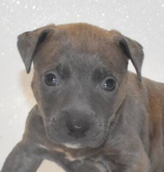 Poppetwisp -  Terrier Dog for Adoption in Springfield, Ohio - Poppetwisp | PetCurious