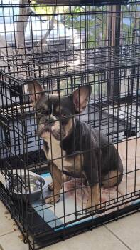 Wolf -  French Bulldog Dog for Adoption in Fort Worth, Texas - Wolf | PetCurious