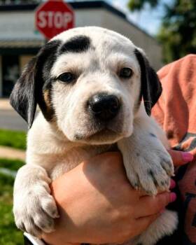 Spanky -  Labrador Retriever and Terrier Dog for Adoption in El Dorado, Arkansas - Spanky | PetCurious