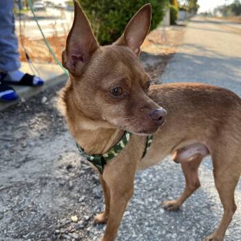Rescue Chihuahua Dogs for Adoption in Bellflower, California - Lobo | PetCurious