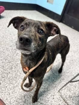 Rescue American Staffordshire Terrier and Hound Dogs for Adoption in Front Royal, Virginia - Rookie | PetCurious