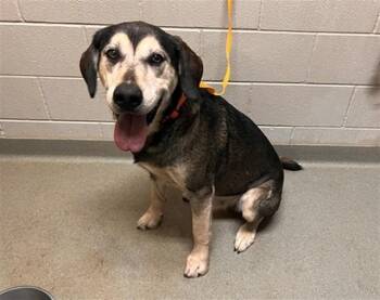 SNICKERS -  Labrador Retriever and Mixed Breed Dog for Adoption in Colorado Springs, Colorado - SNICKERS | PetCurious