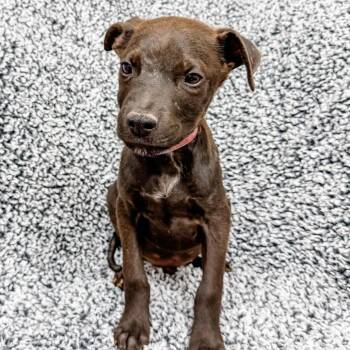 Labrador Retriever Dogs Available for Adoption in Parker, Colorado - 460 (2026) Cesar | PetCurious