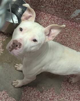 Rescue Mixed Breed Dogs for Adoption in West Chester, Pennsylvania - Willa | PetCurious