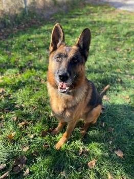 Rescue German Shepherd Dog Dogs for Adoption in Port Perry, Ontario - Derek | PetCurious