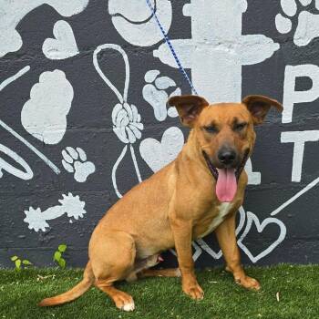 Rhodesian Ridgeback and Mixed Breed Dogs Available for Adoption - Blade *FOSTER OR FOSTER-TO-ADOPT NEEDED* | PetCurious