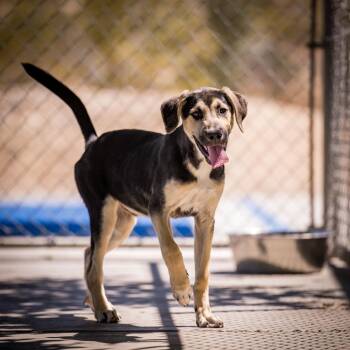 Shepherd Dogs Available for Adoption in Twentynine Palms, California - Shredd | PetCurious