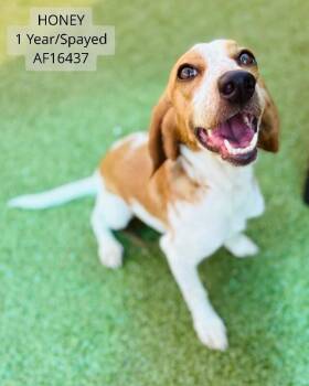 Honey -  Hound Dog for Adoption - Honey | PetCurious