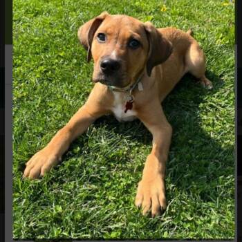 Hound and Mixed Breed Dogs Available for Adoption in Springboro, Ohio - Ricky | PetCurious