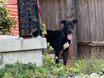 MUTTLEY -  Labrador Retriever and Pit Bull Terrier Dog for Adoption in Rowlett, Texas - MUTTLEY | PetCurious
