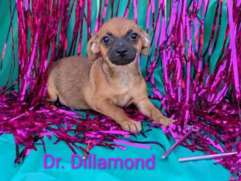 Rescue Chihuahua Dogs for Adoption in Kingsburg, California - Dr. Dillamond | PetCurious