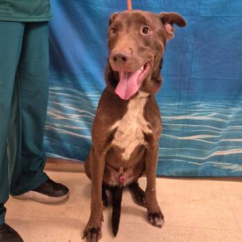 Mixed Breed Dogs Available for Adoption in Lake Panasoffkee, Florida - Hachi | PetCurious