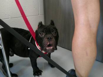 LEXUS -  American Bulldog and Mixed Breed Dog for Adoption in Ocala, Florida - LEXUS | PetCurious