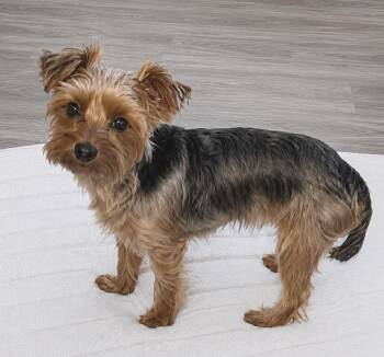 Winston -  Cairn Terrier Dog for Adoption in Cuyahoga Falls, Ohio - Winston | PetCurious