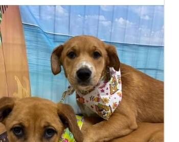 Sunny cs -  Mixed Breed Dog for Adoption in Columbia, Maryland - Sunny Cs | PetCurious
