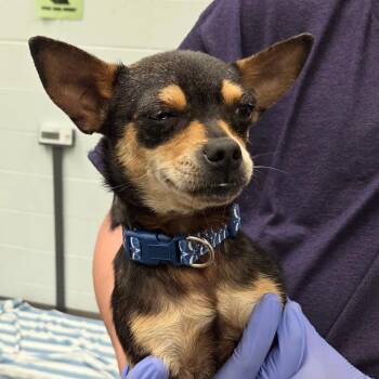 Chihuahua Dogs Available for Adoption in Chattanooga, Tennessee - Chel | PetCurious
