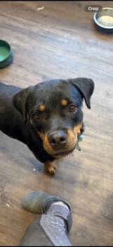 April -  Rottweiler Dog for Adoption in Ramona, California - April | PetCurious