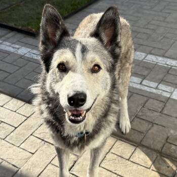 Rare -  Husky and Mixed Breed Dog for Adoption in Los Angeles, California - Rare | PetCurious