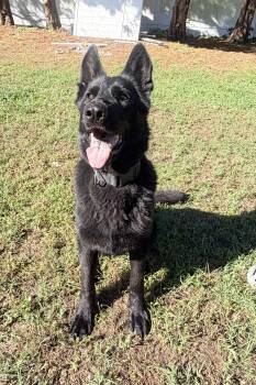 Hera 7314 -  German Shepherd Dog Dog for Adoption in Centreville, Virginia - Hera 7314 | PetCurious