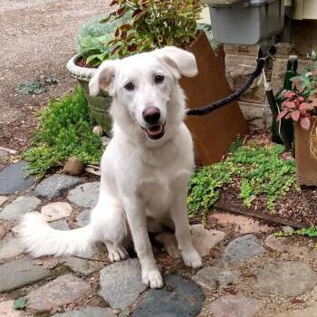 Tiffany -  Golden Retriever and Australian Shepherd Dog for Adoption in Lansing, Michigan - Tiffany | PetCurious
